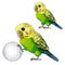 Wavy green parrot or budgerigar isolated on white background. Tropical domesticated bird rolls the ball. Animated vector