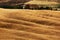 Wavy hillocks sow field with house, agriculture landscape, nature carpet, Tuscany, Italy