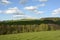 Wavy Landscape with Trees and Meadows, Bohemian Forest, Czech Republic, Europe