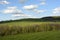 Wavy Landscape with Trees and Meadows, Bohemian Forest, Czech Republic, Europe