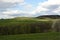 Wavy Landscape with Trees and Meadows, Bohemian Forest, Czech Republic, Europe