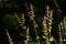 Wavy-leaf basket grass  Oplismenus undulatifolius  flowers.