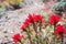 Wavy leaf paintbrush (Castilleja applegatei) blooming on the side of a hiking trail in the mountains of Death Valley National Park