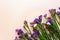 Wavy leaf sea lavender flowers Limonium lined up diagonally in the lower right corner on pink background. Top view. Copy space