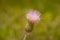 Wavy-leaf Thistle