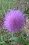 Wavy Leaf Thistle