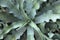 Wavy leaves of an agave gypsophila plant