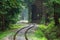 wavy log railway tracks in wet green forest with fresh meadows