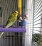 wavy parrots, green and blue, female and male, sit on a lilac stick near the bell and look out the window