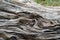 Wavy patterns in a piece of driftwood