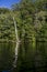 Wavy reflection of two birch trees in lake