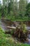 wavy river in forest in green summer