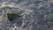 Wavy sea. Top view of moss covered rock in the wavy sea.