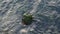 Wavy sea. Top view of moss covered rock in the wavy sea.