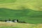 Wavy Wheat Fields