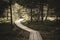 wavy wooden foothpath in swamp forest tourist trail - vintage retro look