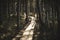 wavy wooden foothpath in swamp forest tourist trail - vintage retro look