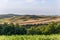 Wavy yellow and green processed fields of the Tuscan province and a farm surrounded by a ring of tall slender cypresses