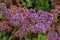 Wavyleaf sea-lavender (Limonium sinuatum).