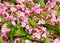 Wax begonia flower