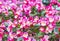 Wax begonia flower