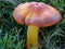 Wax-cap mushrooms the prettiest of fungi.