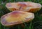 Wax-cap mushrooms the prettiest of fungi.