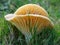 Wax-cap mushrooms the prettiest of fungi.