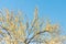 Wax cherry tree with yellowing leaves on bright blue sky