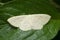 Wax moth species on leaf, Satara, Maharashtra