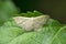 Wax moth species at Satara, Maharashtra,