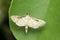 Wax moth species, Satara, Maharashtra