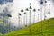 The wax palm trees from Cocora Valley are the national tree, the symbol of Colombia and the Worldâ€™s largest palm.