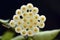 Wax plant (Hoya Lacunosa)