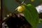 Wax Plum Chimonanthus praecox