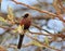 Waxbill, Black-cheeked - African Bird