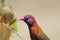 Waxbill, Violeteared - Color Enhanced Feathers