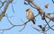 Waxbird, Bombycilla garrulus. Winter sunny morning, a bird sits on a tree branch