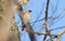 Waxbird, Bombycilla garrulus. Winter sunny morning, a bird sits on a tree branch