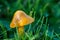 Waxcap toadstool in grassland