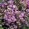 Waxflower Purple Pride background