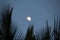 A waxing gibbous moon during the dusk time from a coconut field in india. Craters looks wonderful and clear even from here