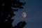 Waxing moon through aspen tree