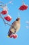 Waxwing