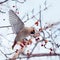 Waxwing