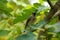 Waxwing Bandit Bird in Fig Tree 02