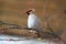 Waxwing with berry of mountain