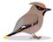 Waxwing bird