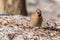 Waxwing bird apples snow