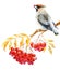 Waxwing bird and ashberry
